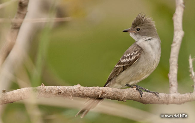 large_elaenia