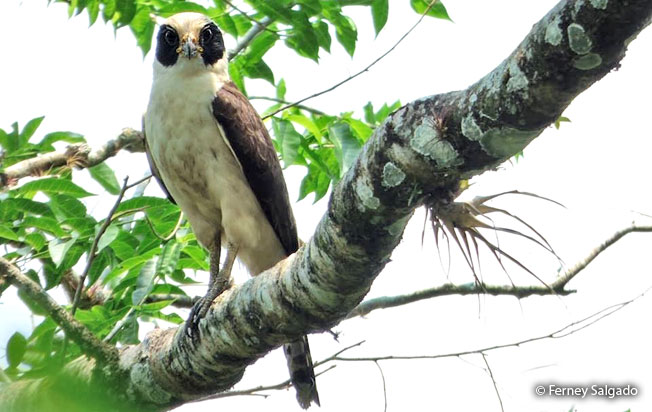 laughing_falcon