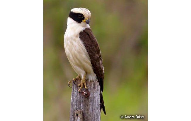 laughing_falcon