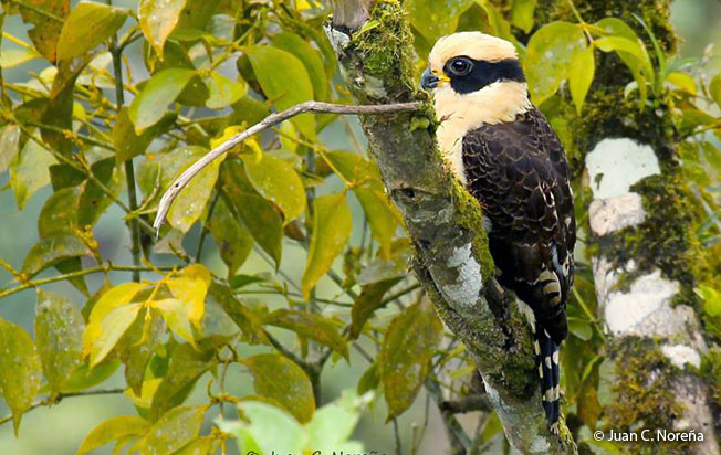 laughing_falcon