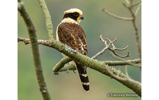 laughing_falcon