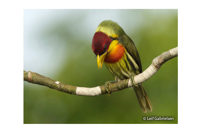 lemon-throated_barbet