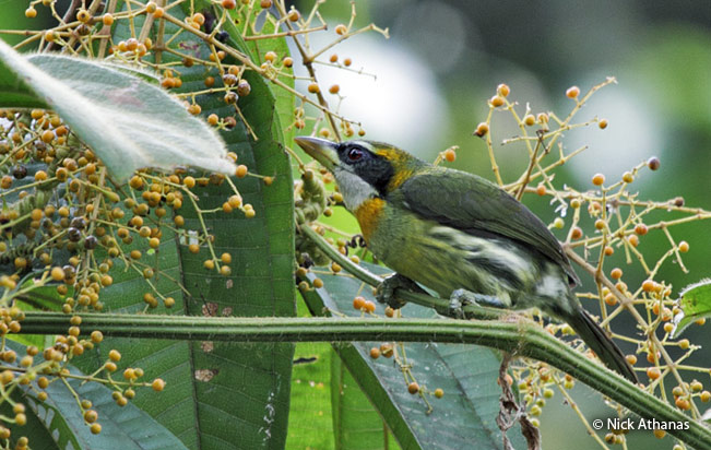lemon-throated_barbet