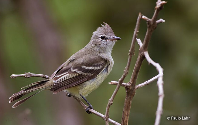 lesser_elaenia