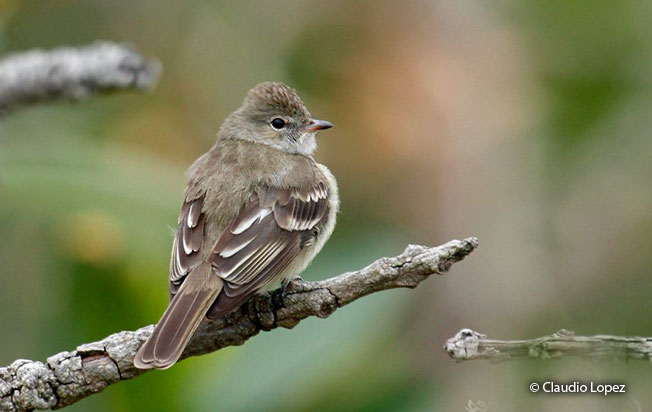 lesser_elaenia