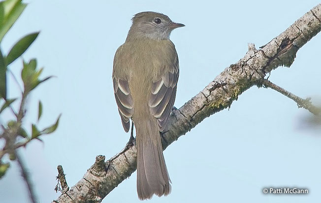 lesser_elaenia