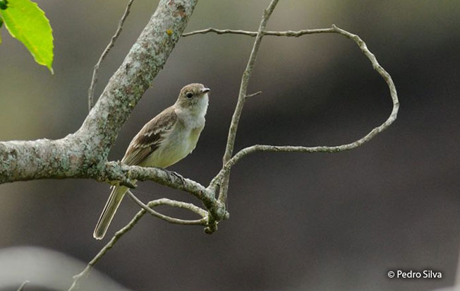 lesser_elaenia