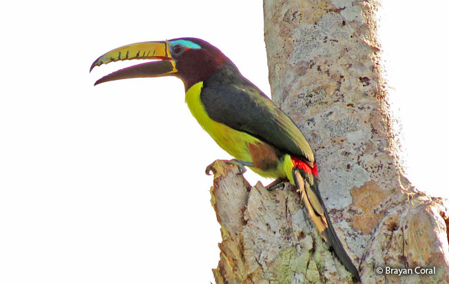 lettered-aracari