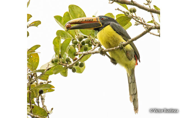 lettered-aracari
