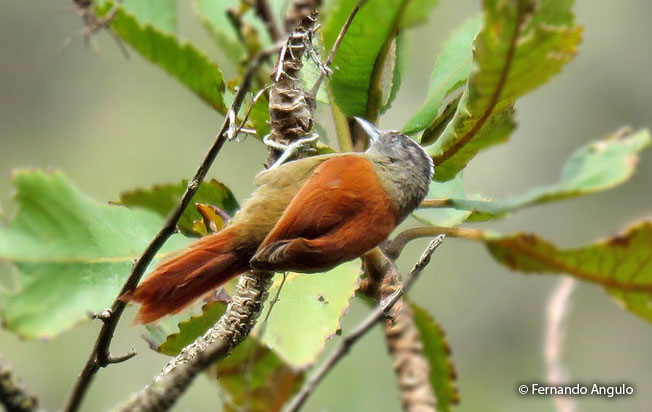 light-crowned_spinetail