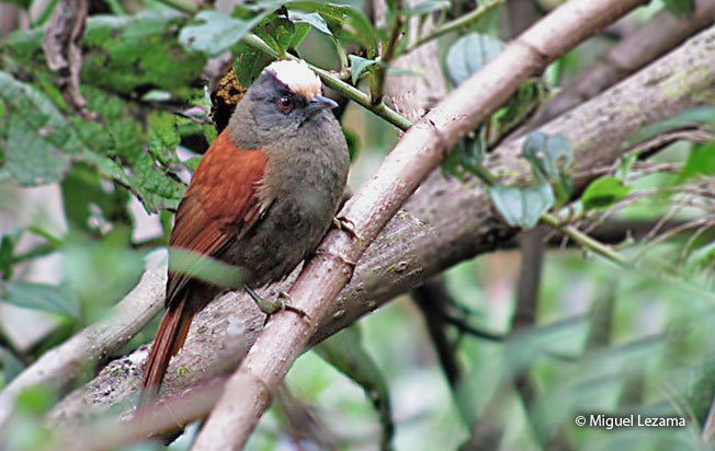 light-crowned_spinetail