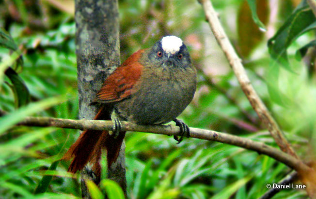 light-crowned_spinetail
