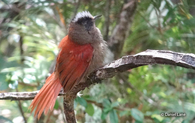 light-crowned_spinetail