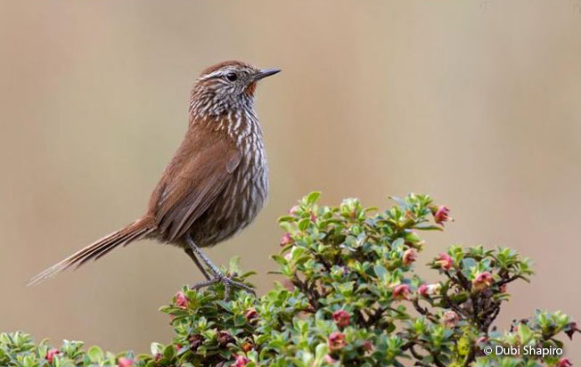 line-fronted_canastero