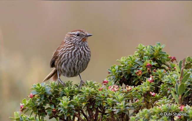 line-fronted_canastero