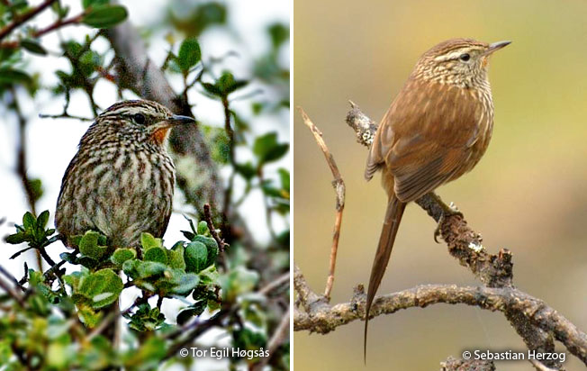 line-fronted_canastero