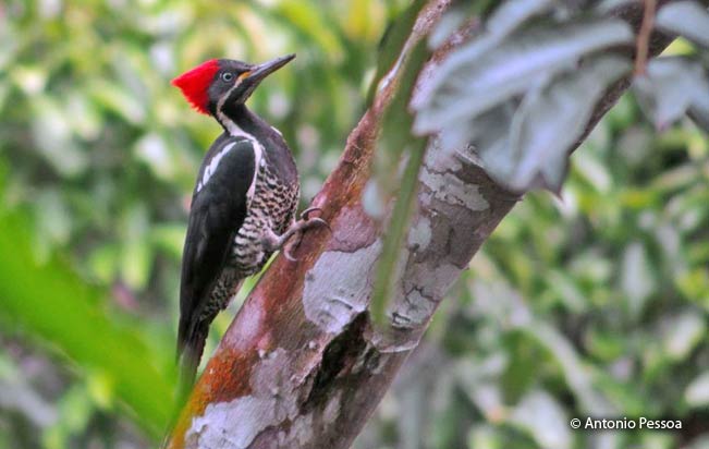 lineated-woodpecker