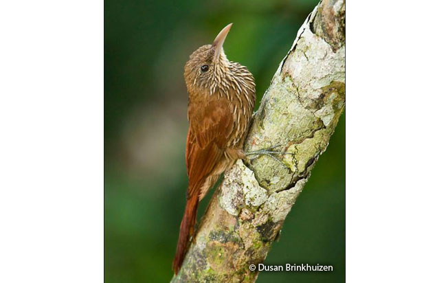 duida_woodcreeper