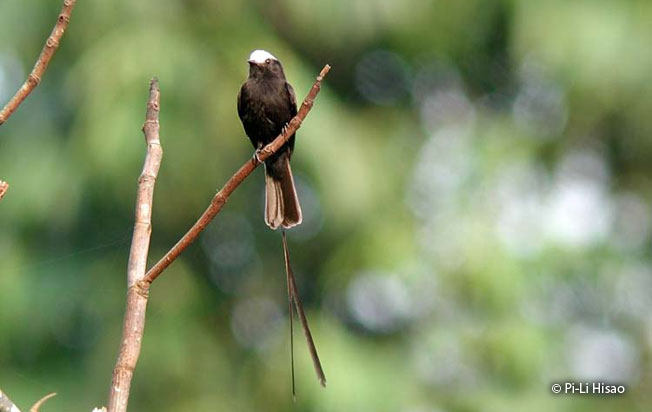 long-tailed-tyrant