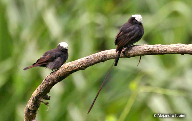 long-tailed-tyrant