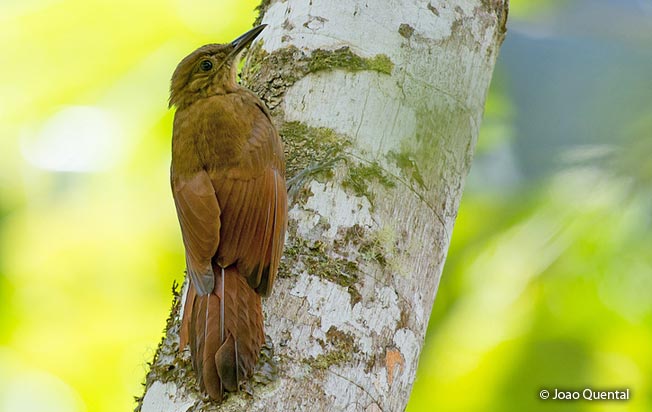 long-tailed_woodcreeper