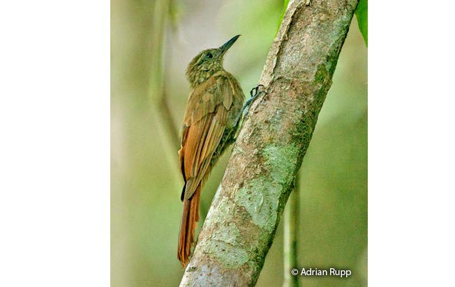 long-tailed_woodcreeper
