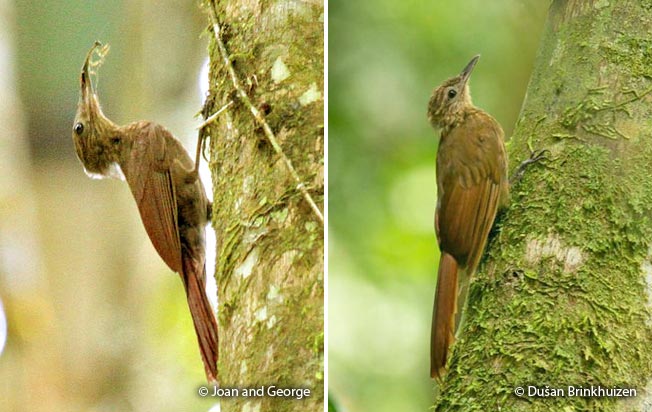 long-tailed_woodcreeper