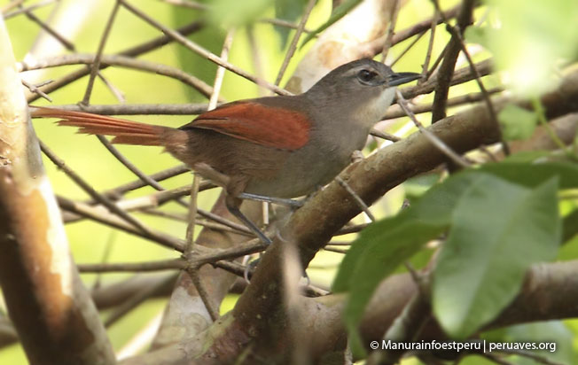 maranon_spinetail
