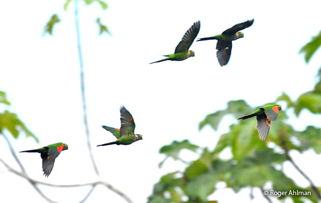 marron-tailed-parakeet