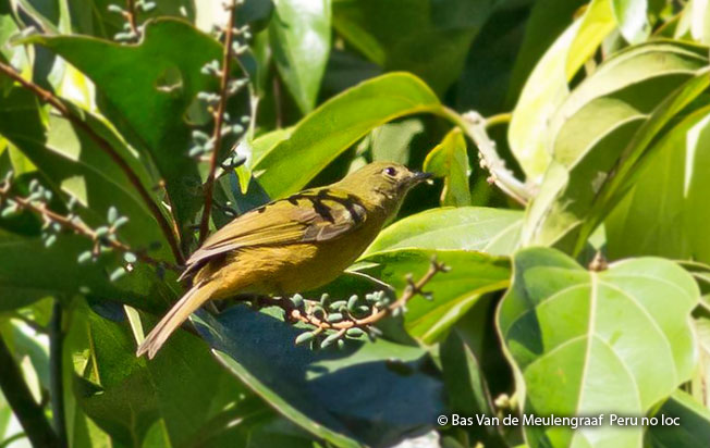 mcconnell's_flycatcher