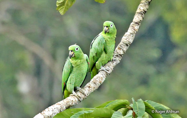 mealy-parrot