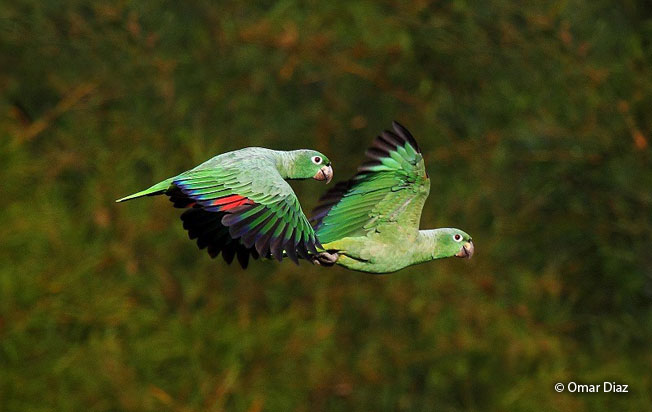 mealy-parrot