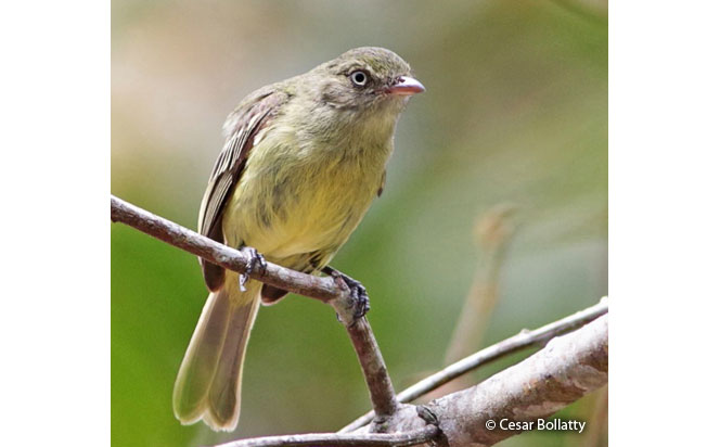 mishana_tyrannulet
