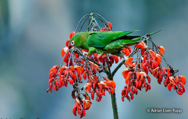 mitred_parakeet