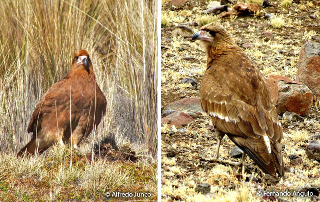 mountain_caracara