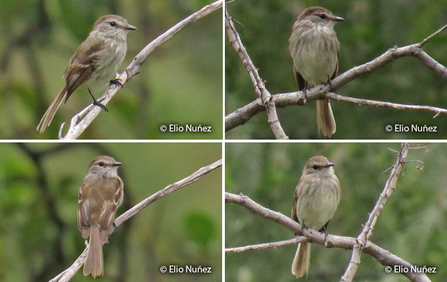 mouse-colored_tyrannulet