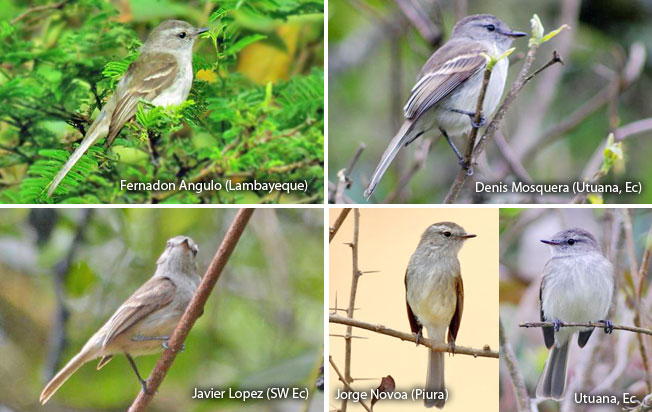 mouse-colored_tyrannulet