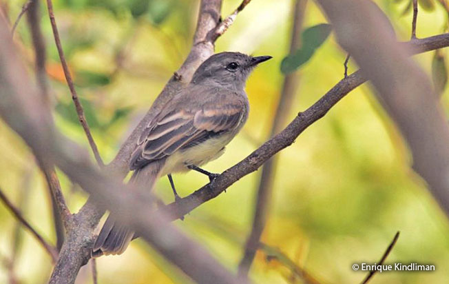 mouse-colored_tyrannulet