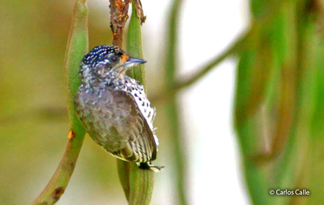 ocellated_piculet