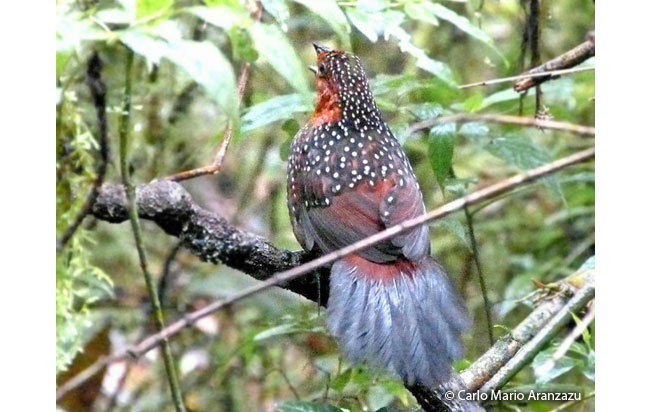 ocellated_tapaculo