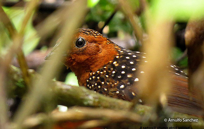 ocellated_tapaculo