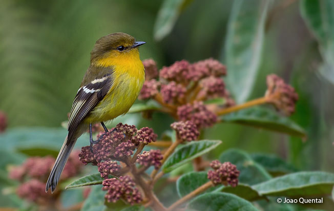 ochraceous-breasted_flycatcher