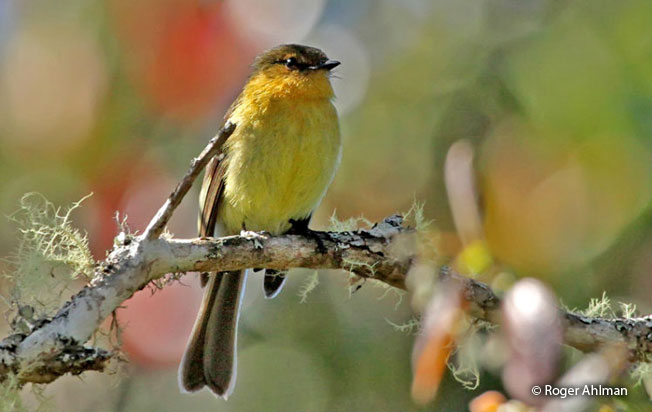 ochraceous-breasted_flycatcher