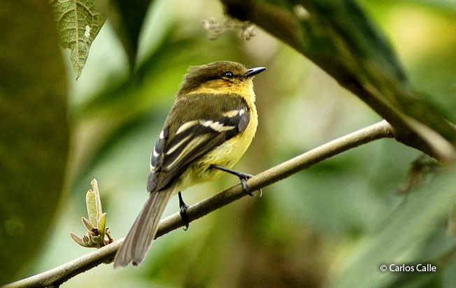 ochraceous-breasted_flycatcher