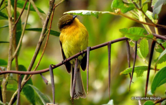 ochraceous-breasted_flycatcher