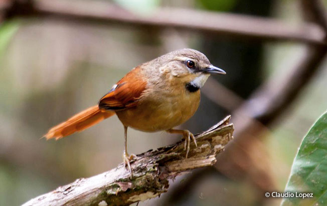 ochre-cheeked_spinetail