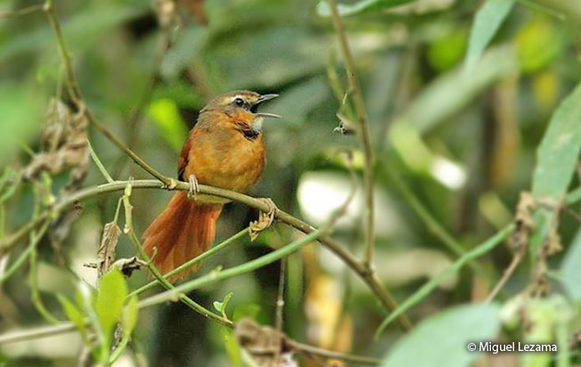 ochre-cheeked_spinetail