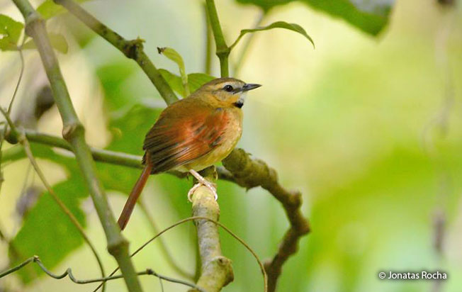 ochre-cheeked_spinetail