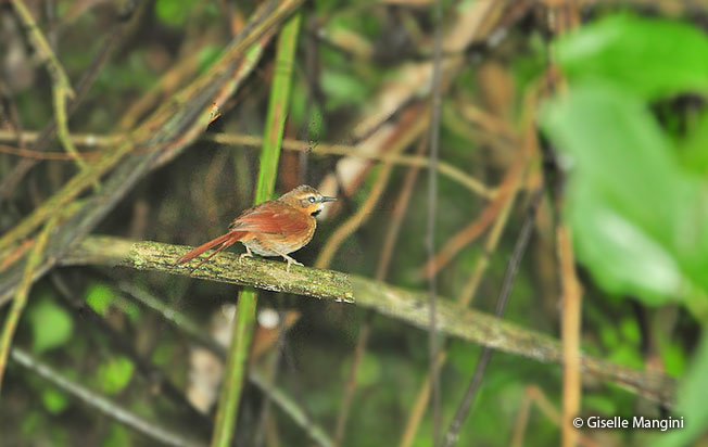 ochre-cheeked_spinetail