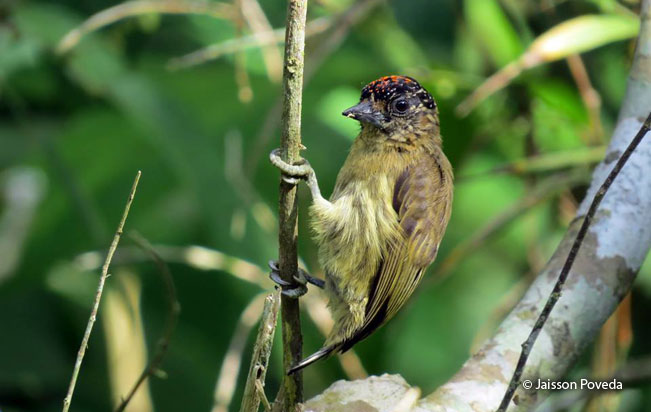 olivaceous-piculet